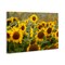 Stupell Industries Central Sunflower in Meadow Canvas, design by Andy Crawford